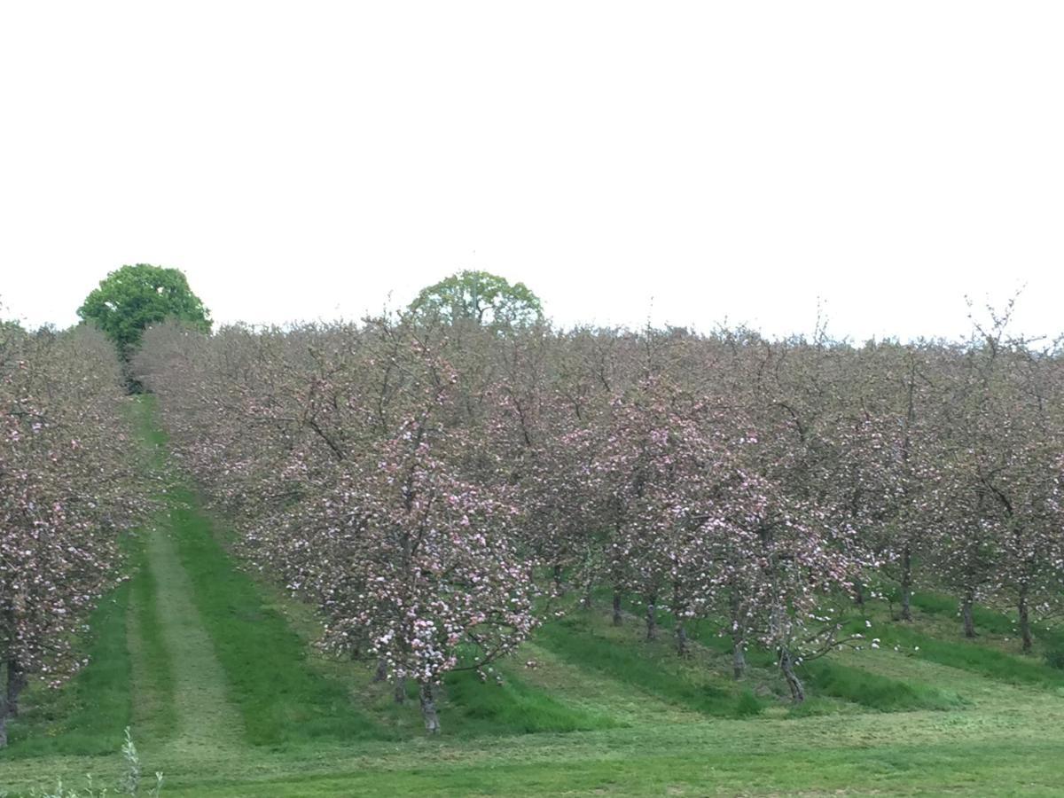 Bowhayes Farm - Camping & Glamping - Bell Tents - Cider Orchard Venn Ottery Exterior photo